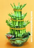 Tower Lucky Bamboo