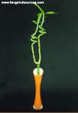 Decorative Lucky Bamboo