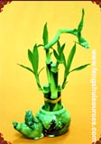 5 Sticks Lucky Bamboo Combo