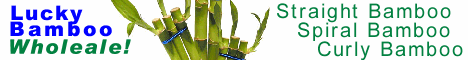 Import Lucky Bamboo from China Directly