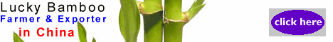 Import Lucky Bamboo from China Directly!